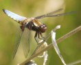 /album/my-local-birding-gallery/broad-bodied-chaser-3-jpg/